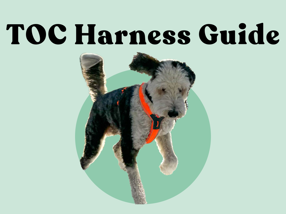 Guide How Should a Harness Fit on a Dog and More Tails of Connection How to connect with my dog online dog training strengthen your bond dog owners